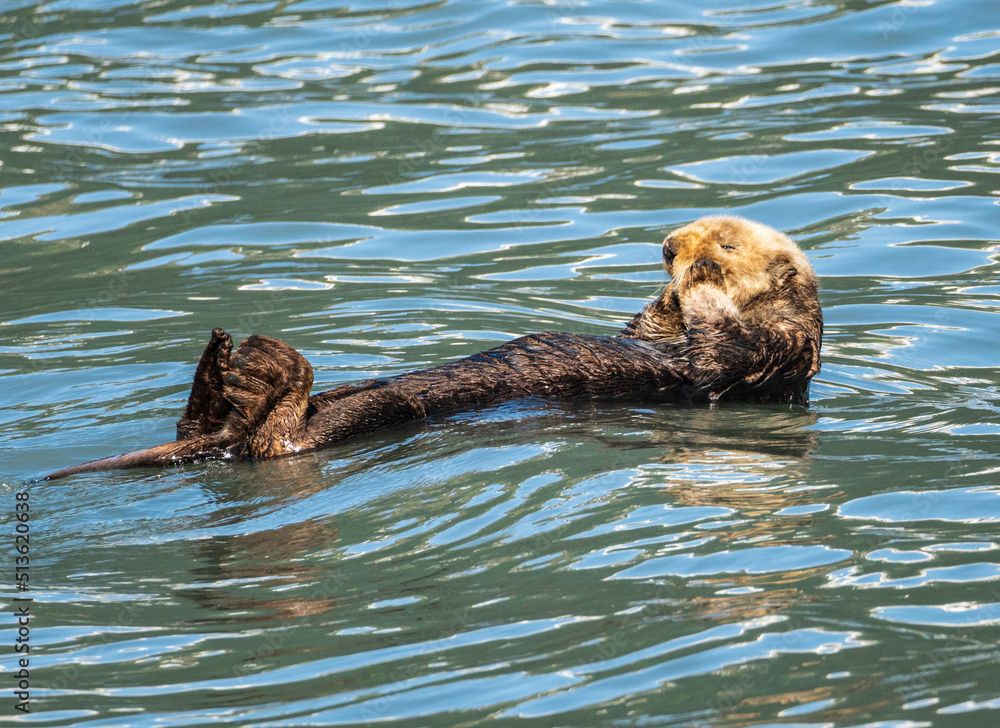 Fototapeta premium Fur covered sea otter floating in the icy water of Resurrection Bay near Seward in Alaska
