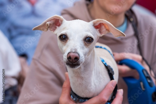 Cute white dog, Whipet breed, in the arms