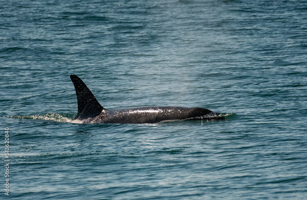 Fototapeta premium Dark fin of orca whale cutting through the water of Resurrection Bay Seward Alaska