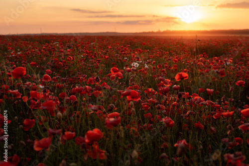 poppy flowers. a blooming poppy field at sunset. desktop screensaver