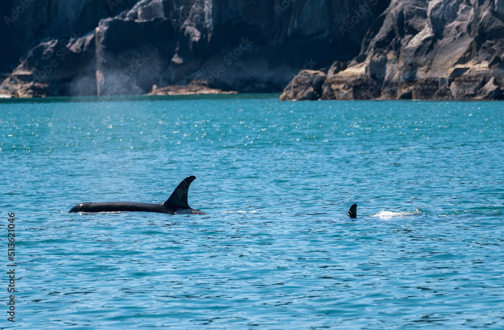 Fototapeta premium Dark fin of orca whale cutting through the water of Resurrection Bay Seward Alaska