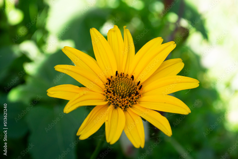 Yellow flower is affected by spider mites of tetranychidae Yellow flower is affected by spider mites of tetranychidae
