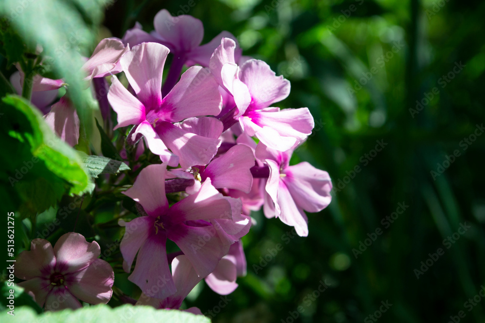 Blooming pink or violet phlox flower macro on a summer sunny day. Purple phloxes flowers close up photo in the summer garden. A flowering plant in sunlight with pink petals floral background. Blooming pink or violet phlox flower macro on a summer sunny day. Purple phloxes flowers close up photo in the summer garden. A flowering plant in sunlight with pink petals floral background.