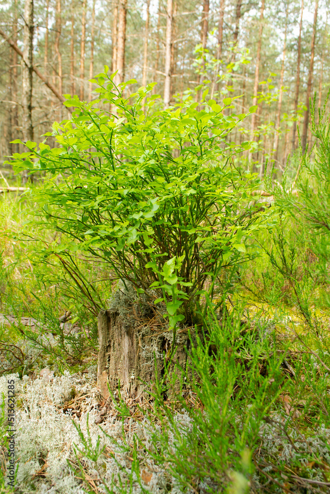 Obraz premium Young green leaves of blueberry growing on a tree stump in the forest in Belarus