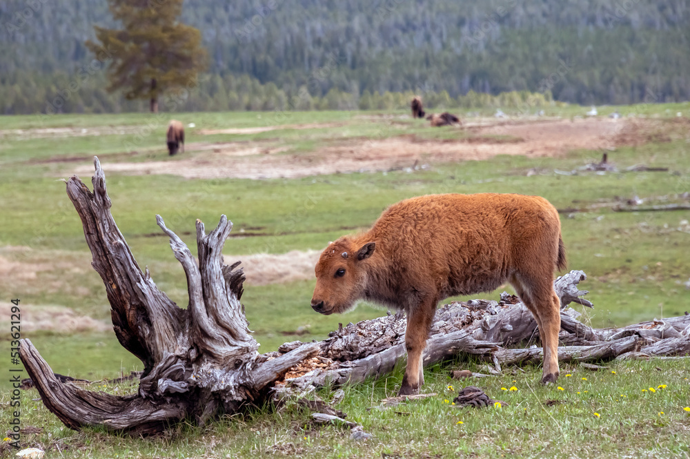 Fototapeta premium American Bison Calf in Yellowstone National Park
