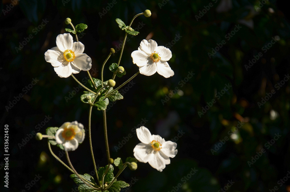 Fototapeta premium Tiny white flowers over a background full of green leaves, close to the coast of Hanga Roa, Easter Island, Isla de Pascua