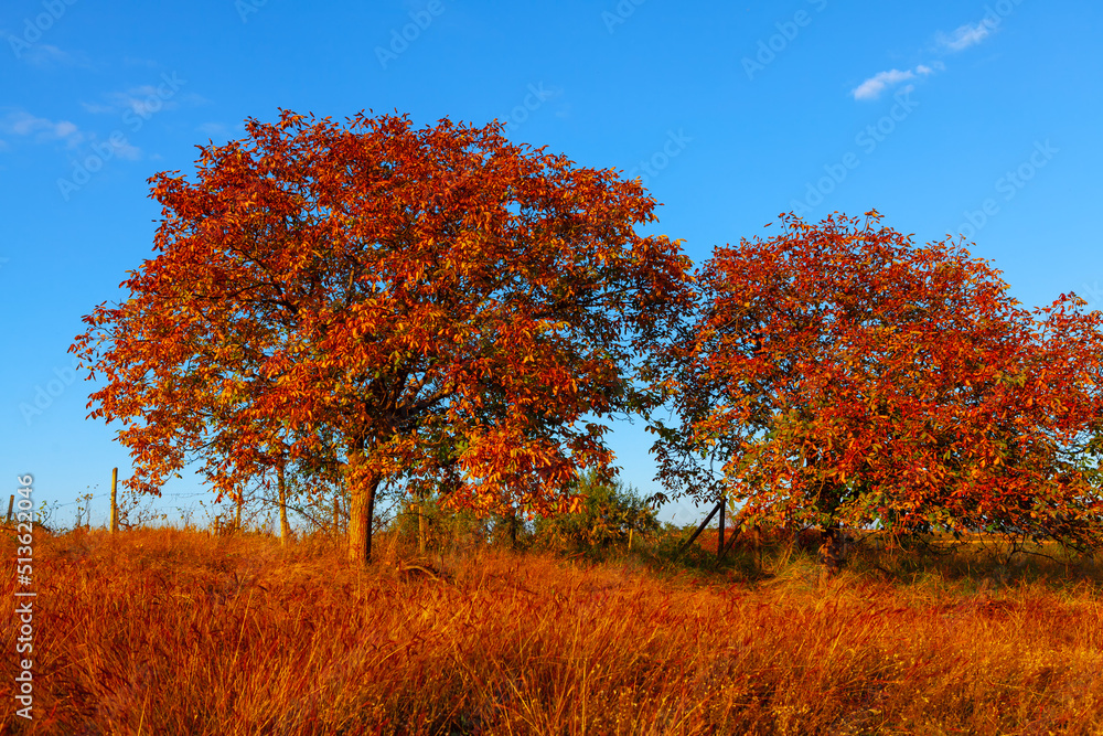 Walnut tree with autumn leaves . Red fall season garden 