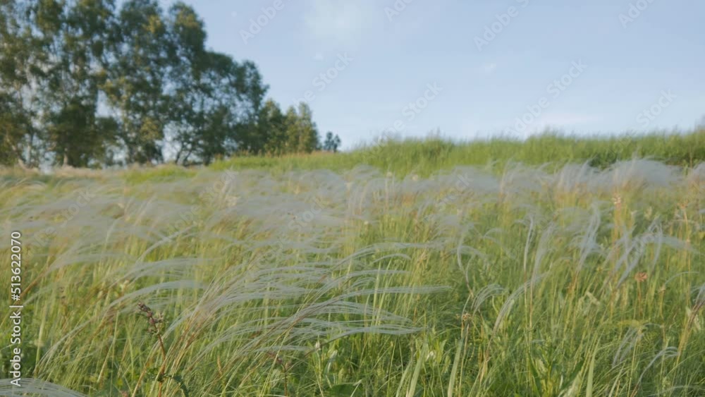 A field of feather grass that leans from the wind blowing on a summer day at sunset. Forest landscape. A field of feather grass that leans from the wind blowing on a summer day at sunset. Forest landscape.