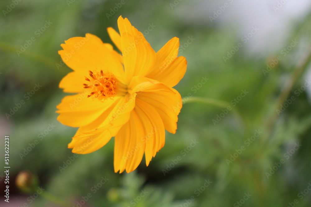 Close up of yellow flower Close up of yellow flower
