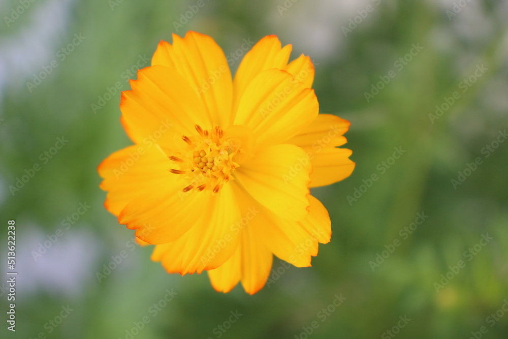 Close up of yellow flower Close up of yellow flower