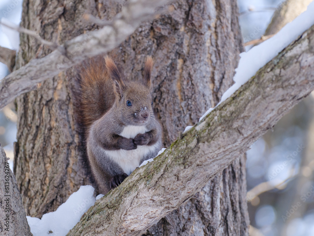 Naklejka premium 冬のエゾリス
