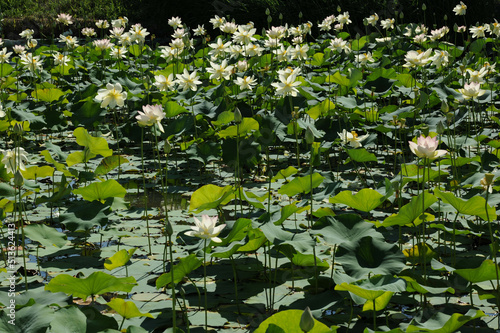 Lotus in Japanese waterscape