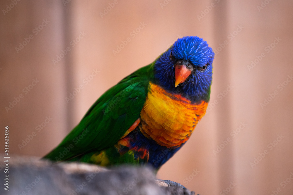 Oiseau exotique, perroquet ou loriquet avec un beau plumage coloré Oiseau exotique, perroquet ou loriquet avec un beau plumage coloré