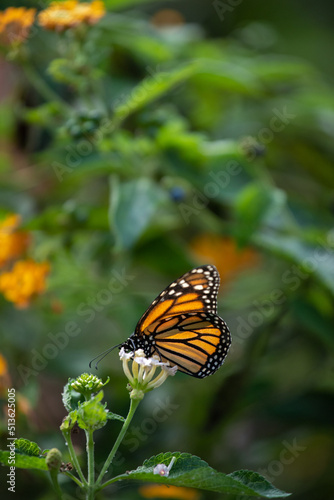 Beau papillon multicolore qui butine  pos   sur une fleur ou sur une feuille 