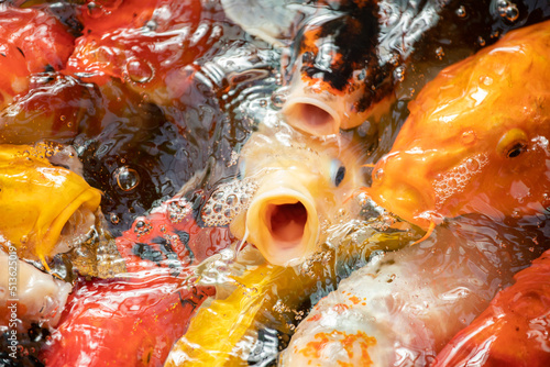 Bild auf Leinwand poissons, carpes colorées qui sortent la tête de l'eau en ouvrant la bouche pour réclamer à manger ou de l'oxygène