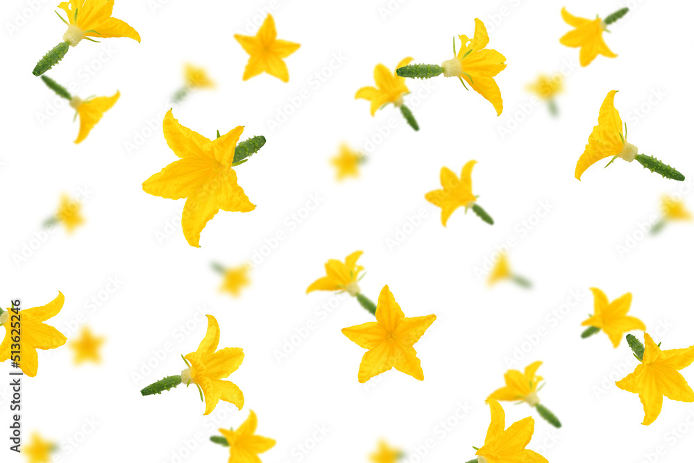 Falling Cucumber flower isolated on white background, selective focus Falling Cucumber flower isolated on white background, selective focus