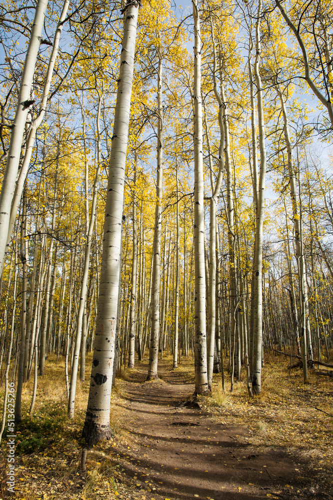 Aspen Trees at Kenosha Pass in Colorado