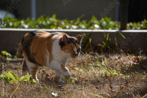 野良猫