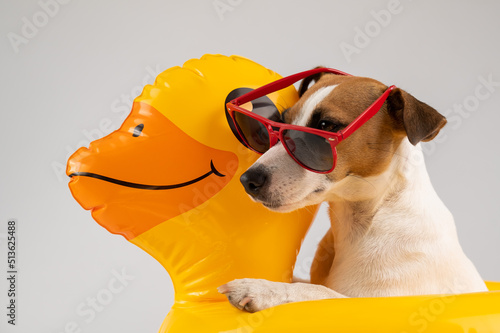 Dog jack russell terrier in sunglasses in an floating ring duck on a white background.  © Михаил Решетников