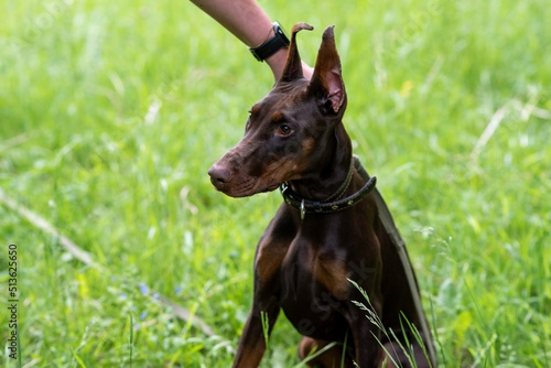 Doberman brown color strokes the hostess on the head, against the background of green grass