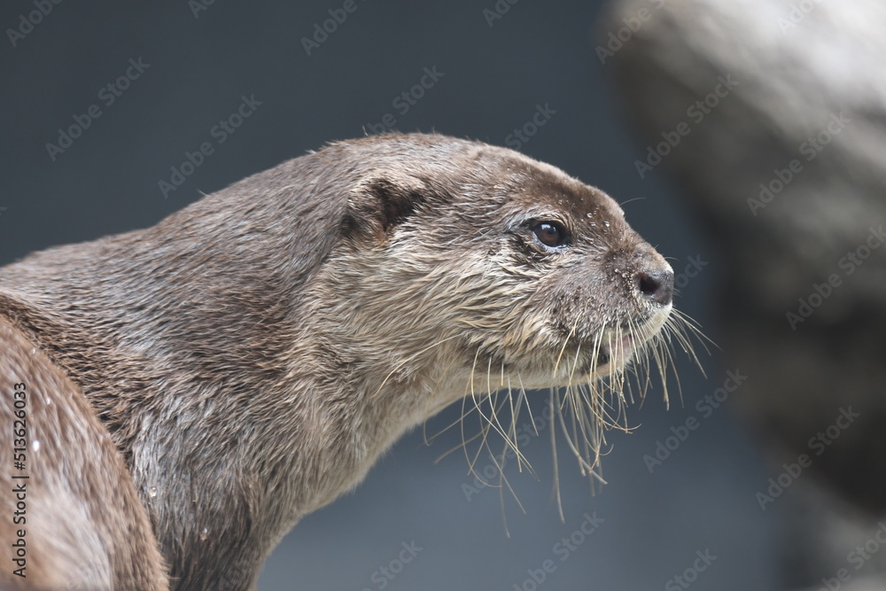 コツメカワウソ