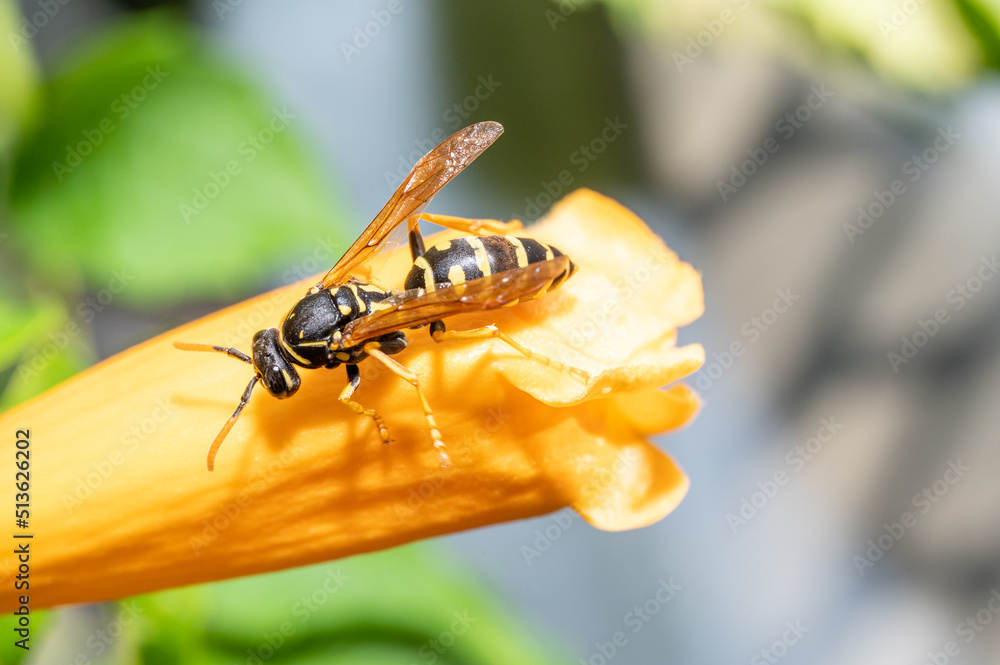 Φωτογραφία European paper wasp (Polistes dominula) licking on yellow flowers of a trumpet v
