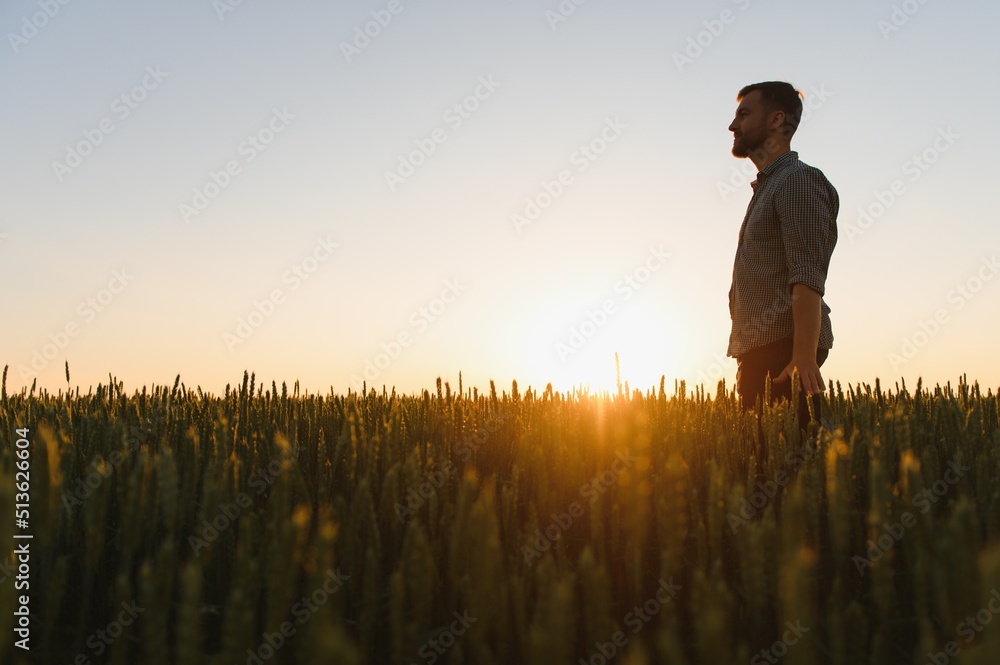Closeup shot of a man checking the quality of the wheat spikelets on a sunset in the middle of the golden ripen field. Farm worker examines the ears of wheat before harvesting. Agricultural concept Closeup shot of a man checking the quality of the wheat spikelets on a sunset in the middle of the golden ripen field. Farm worker examines the ears of wheat before harvesting. Agricultural concept