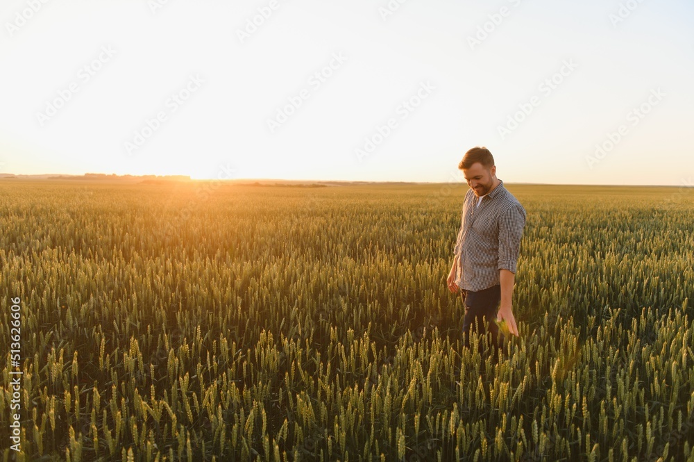Closeup shot of a man checking the quality of the wheat spikelets on a sunset in the middle of the golden ripen field. Farm worker examines the ears of wheat before harvesting. Agricultural concept Closeup shot of a man checking the quality of the wheat spikelets on a sunset in the middle of the golden ripen field. Farm worker examines the ears of wheat before harvesting. Agricultural concept