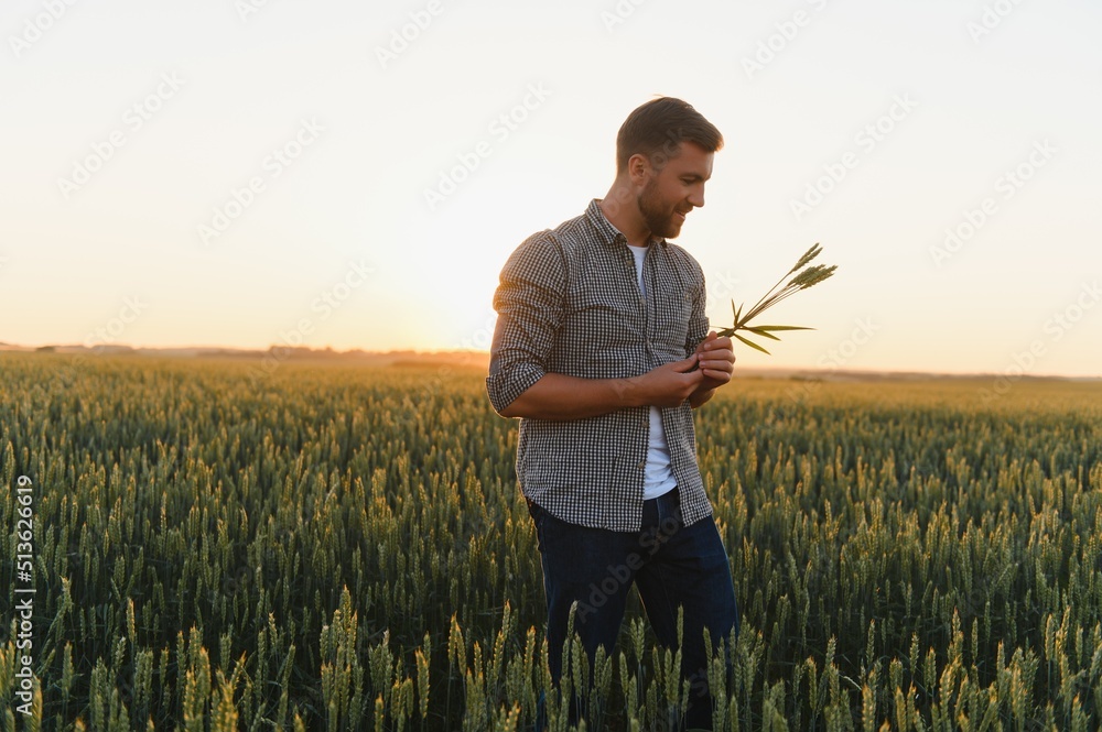 Closeup of the farmer checking the quality of the new crop at the wheat field. Agricultural worker holds the golden spikelets in his hands assessing their ripe stage. Harvesting concept