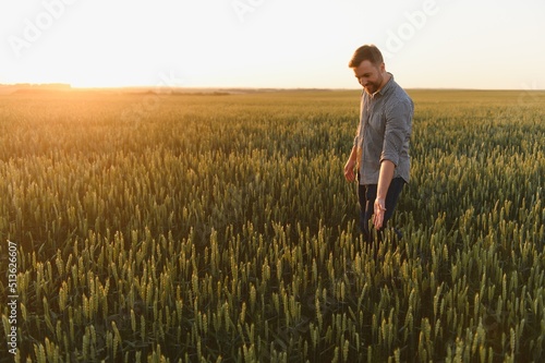 Closeup shot of a man checking the quality of the wheat spikelets on a sunset in the middle of the golden ripen field. Farm worker examines the ears of wheat before harvesting. Agricultural concept © Serhii