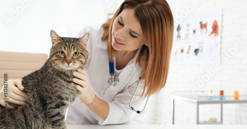 Professional veterinarian examining cute cat in clinic. Banner design