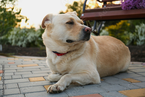 Cute dog near bench in spring park