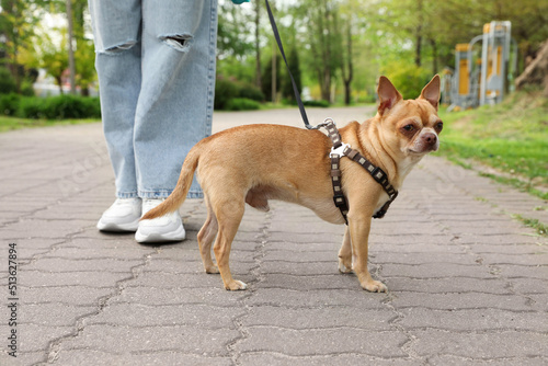 Fototapeta Naklejka Na Ścianę i Meble -  Owner walking with her chihuahua dog in park, closeup