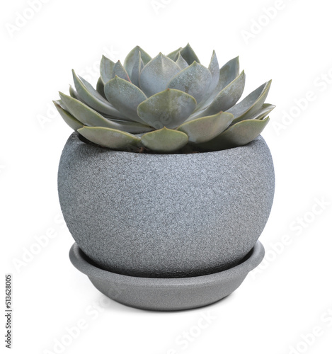 Beautiful Echeveria desmetiana plant in pot isolated on white. House decor photo