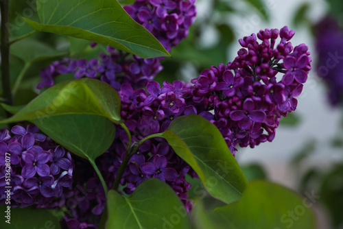 Beautiful lilac plant with fragrant purple flowers outdoors  closeup