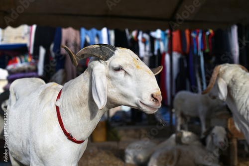 Mouton mâle en vente pour le grand sacrifice de la Tabaski au Sénégal, Afrique Juin 2022 © Pierre