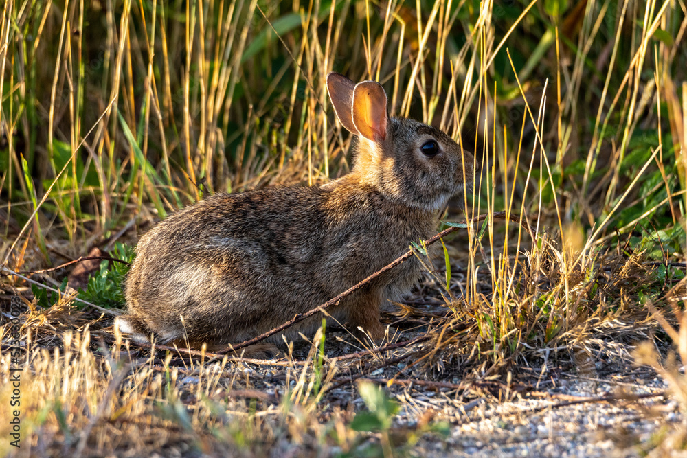 Fototapeta premium rabbit in the grass