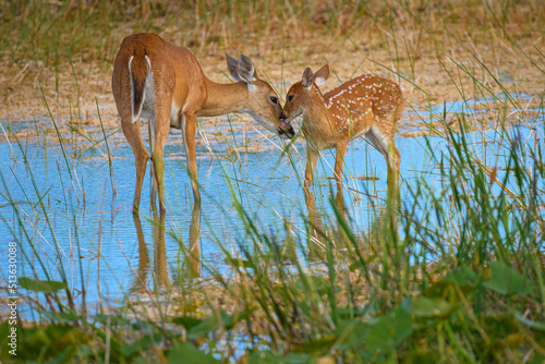 Deer and Fawn in the Florida Marsh