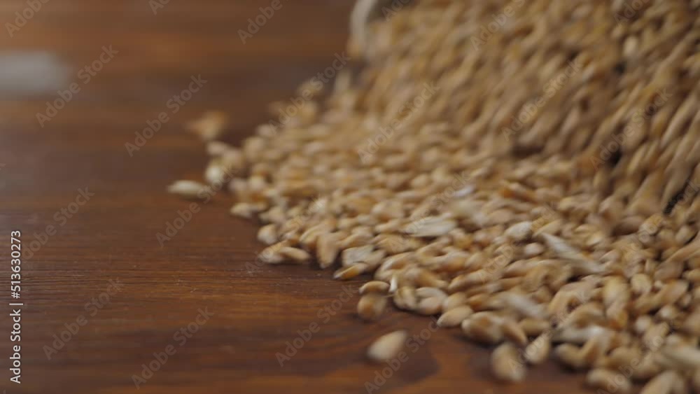 Yellow ripe dry wheat pour on wooden surface. Growth nature harvest or natural product concept. Rural agriculture summer. Plant or cultivate crop. Quality assurance concept, raw organic eco food Yellow ripe dry wheat pour on wooden surface. Growth nature harvest or natural product concept. Rural agriculture summer. Plant or cultivate crop. Quality assurance concept, raw organic eco food