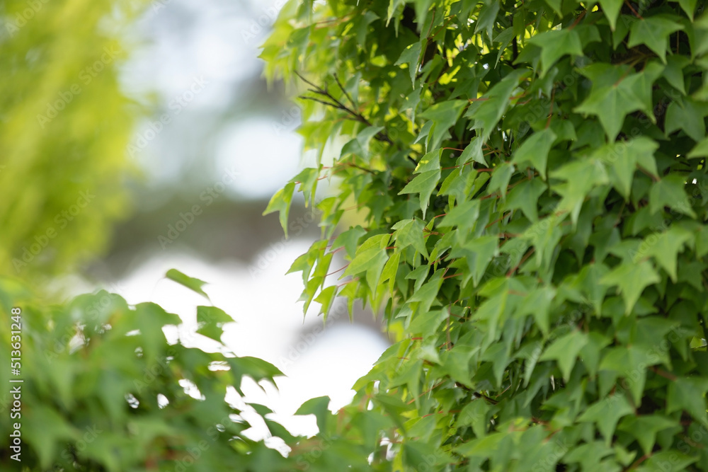 Obraz premium green leaves on a tree