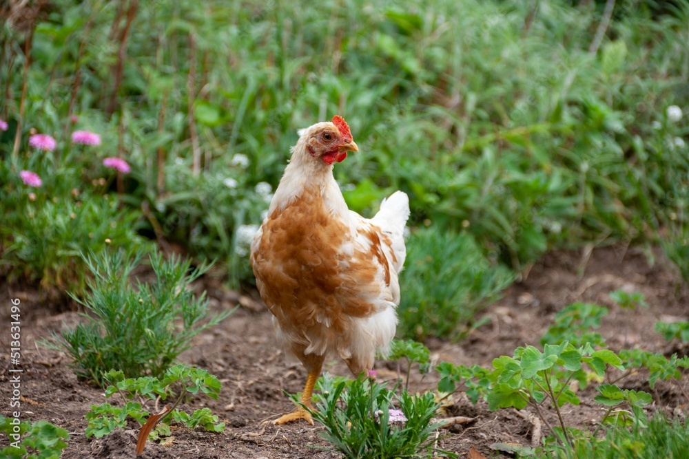Fototapeta premium Gallina en el campo en chile