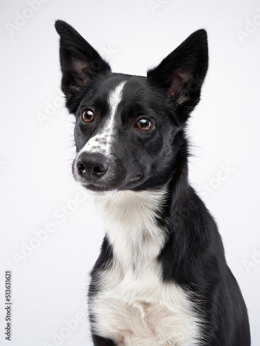 portrait of a black dog on a white background. Beautiful border collie
