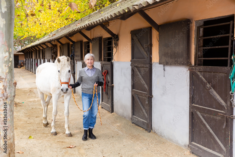 Positive elderly woman horse breeder working in farm, leading white thoroughbred racehorse with reins along stables outdoors..