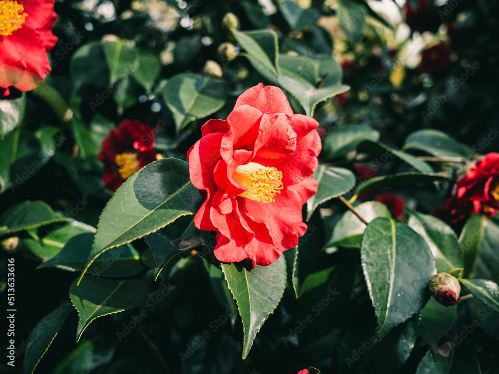 Red camellia flower