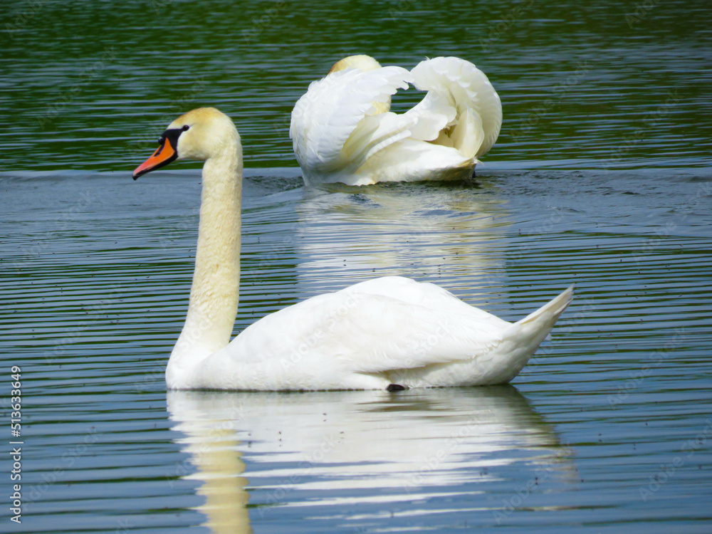 Graceful white Swan swimming in the lake, swans in the wild. Portrait of a white swan swimming on a lake. Graceful white Swan swimming in the lake, swans in the wild. Portrait of a white swan swimming on a lake.