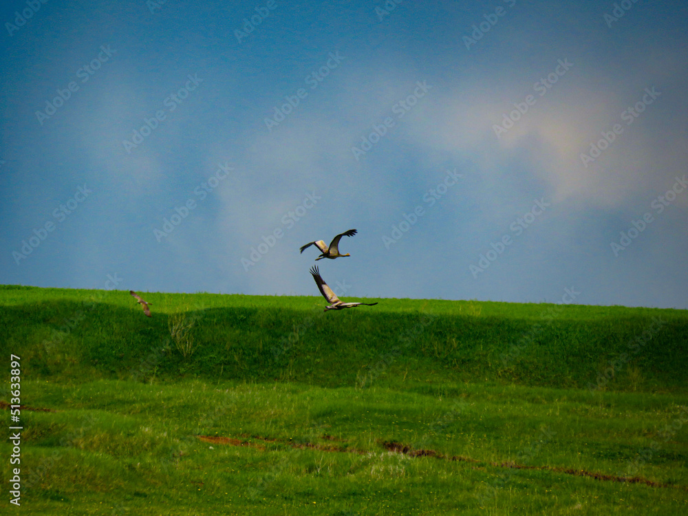 Fototapeta premium two herons fly against the background of green meadows