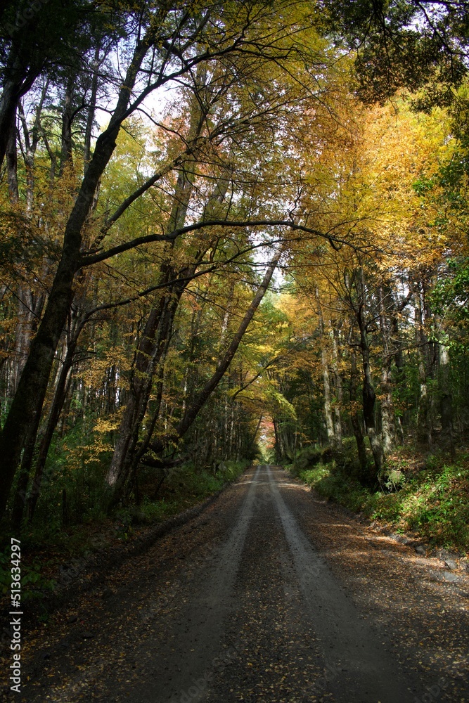 Naklejka premium autumn in the forest