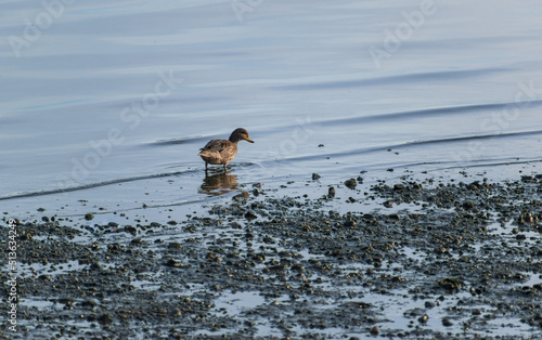 Anas georgica, pato maicero, pato pequeño en orilla de costas marinas con pequeñas olas y rocas © Alejandra G.R 