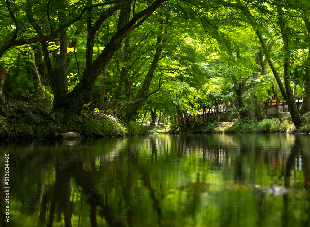 Fototapeta premium 작은강이 흐르는 푸른숲속풍경 A small river flowing through the green forest 
