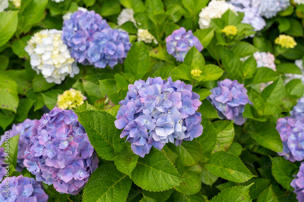 紫陽花 紫陽花